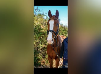 Brandeburghese, Castrone, 8 Anni, 172 cm, Sauro