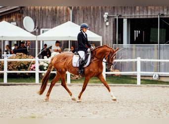 Brandeburghese, Giumenta, 4 Anni, 168 cm, Sauro