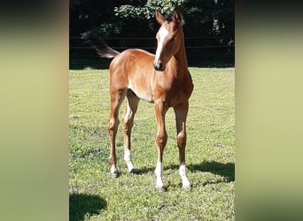Brandeburghese, Stallone, 2 Anni, Baio