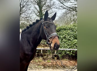 Brandemburgués, Caballo castrado, 10 años, 163 cm, Castaño oscuro