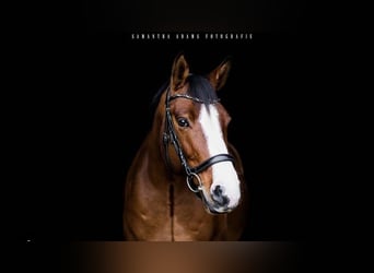 Brandemburgués, Caballo castrado, 13 años, 165 cm