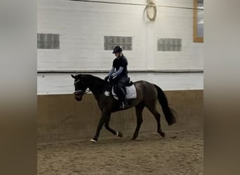 Brandemburgués, Caballo castrado, 19 años, 164 cm, Castaño