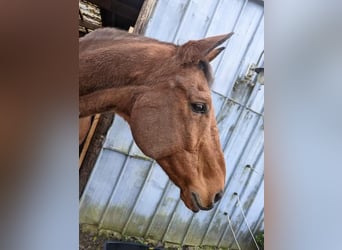 Brandemburgués, Caballo castrado, 23 años, 176 cm