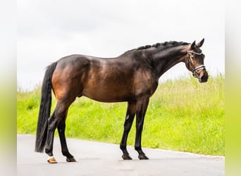Brandemburgués, Caballo castrado, 4 años, 168 cm, Castaño