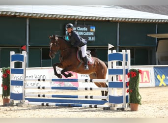 Brandemburgués, Caballo castrado, 4 años, 172 cm, Castaño