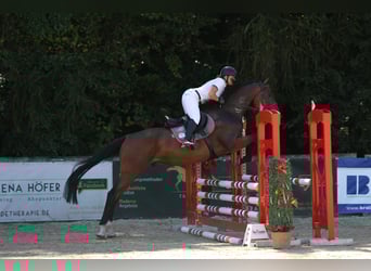 Brandemburgués, Caballo castrado, 4 años, 172 cm, Castaño