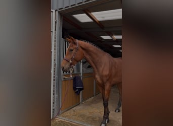 Brandemburgués, Caballo castrado, 4 años, 176 cm, Castaño