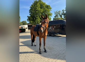 Brandemburgués, Caballo castrado, 4 años, 176 cm, Castaño