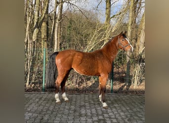 Brandemburgués, Caballo castrado, 5 años, 160 cm, Castaño