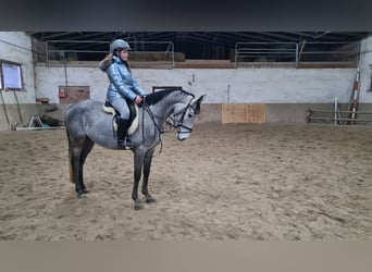 Brandemburgués, Caballo castrado, 5 años, 162 cm, Tordillo negro