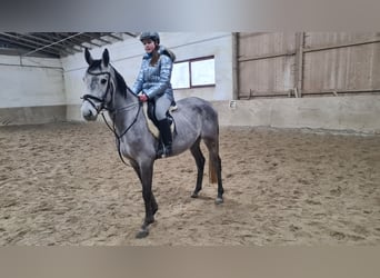 Brandemburgués, Caballo castrado, 5 años, 162 cm, Tordillo negro