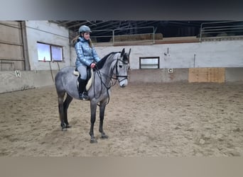 Brandemburgués, Caballo castrado, 5 años, 162 cm, Tordillo negro