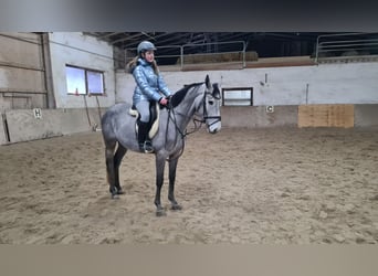 Brandemburgués, Caballo castrado, 5 años, 162 cm, Tordillo negro