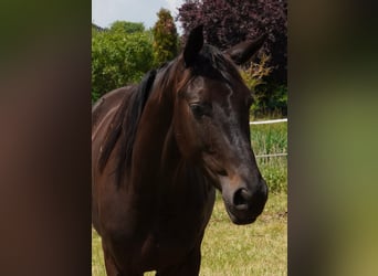 Brandemburgués, Caballo castrado, 5 años, 163 cm, Morcillo