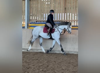 Brandemburgués, Caballo castrado, 5 años, 164 cm, Tordo