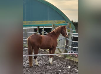 Brandemburgués, Caballo castrado, 5 años, 165 cm, Alazán