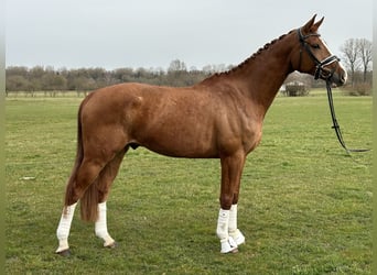 Brandemburgués, Caballo castrado, 5 años, 168 cm, Alazán