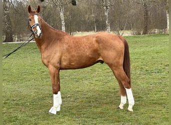Brandemburgués, Caballo castrado, 5 años, 168 cm, Alazán