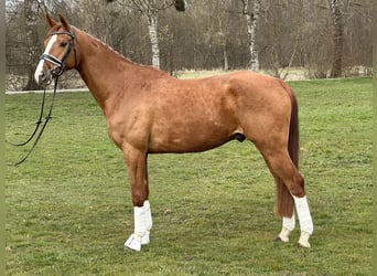 Brandemburgués, Caballo castrado, 5 años, 168 cm, Alazán