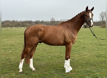 Brandemburgués, Caballo castrado, 5 años, 168 cm, Alazán