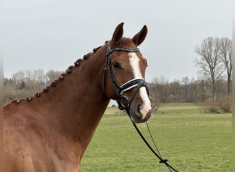 Brandemburgués, Caballo castrado, 5 años, 168 cm, Alazán