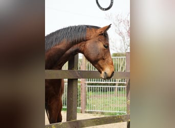 Brandemburgués, Caballo castrado, 7 años, 160 cm, Castaño