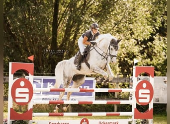 Brandemburgués, Caballo castrado, 7 años, 174 cm, Tordo