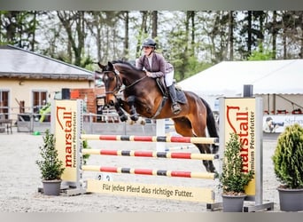 Brandemburgués, Caballo castrado, 8 años, 169 cm, Castaño