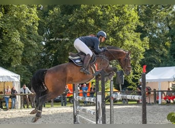 Brandemburgués, Caballo castrado, 9 años, Castaño