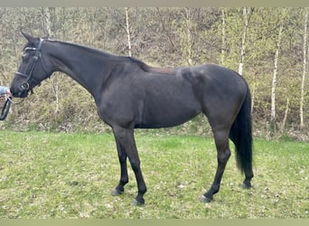 Brandemburgués, Yegua, 6 años, 161 cm, Negro