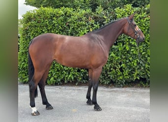Brandemburgués, Yegua, 7 años, 174 cm, Castaño