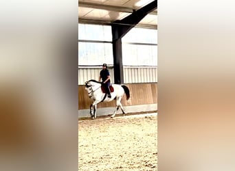 Brandenburg Warmblood, Gelding, 11 years, 15.2 hh, Grey