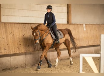 Brandenburg Warmblood, Gelding, 11 years, Chestnut-Red