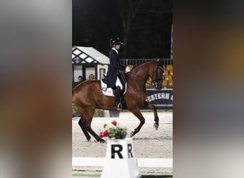 Brandenburg Warmblood, Gelding, 13 years, 16.2 hh, Brown