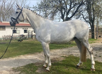 Brandenburg Warmblood, Gelding, 13 years, 16,2 hh, Gray-Dapple