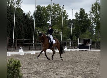 Brandenburg Warmblood, Gelding, 13 years, 16,2 hh, Bay