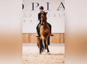 Brandenburg Warmblood, Gelding, 13 years, 16,2 hh, Bay