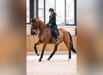 Brandenburg Warmblood, Gelding, 13 years, 16,2 hh, Bay