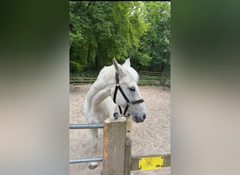 Brandenburg Warmblood, Gelding, 15 years, 16 hh, Gray