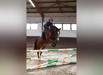 Brandenburg Warmblood, Gelding, 17 years, 16 hh, Brown
