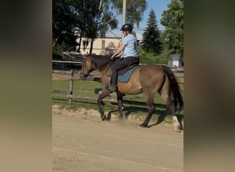 Brandenburg Warmblood, Gelding, 21 years, 16 hh, Brown