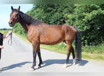 Brandenburg Warmblood, Gelding, 23 years, 17,1 hh