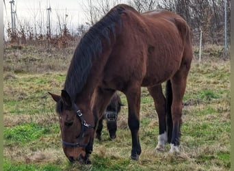 Brandenburg Warmblood, Gelding, 23 years, 17,1 hh