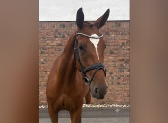Brandenburg Warmblood, Gelding, 4 years, 16.1 hh, Chestnut-Red