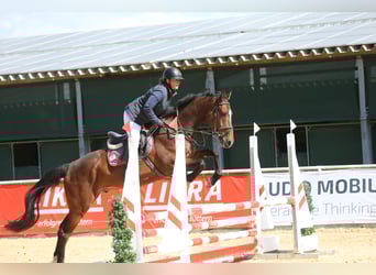 Brandenburg Warmblood, Gelding, 4 years, 16.3 hh, Brown