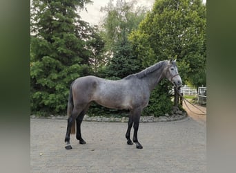 Brandenburg Warmblood, Gelding, 4 years, 16,1 hh, Grey