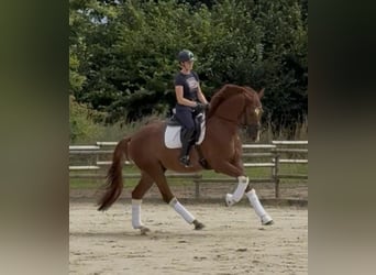 Brandenburg Warmblood, Gelding, 4 years, 16,2 hh, Chestnut-Red