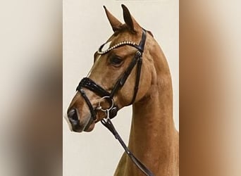 Brandenburg Warmblood, Gelding, 4 years, 16,2 hh, Chestnut-Red