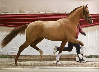 Brandenburg Warmblood, Gelding, 4 years, 16,2 hh, Chestnut-Red