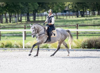 Brandenburg Warmblood, Gelding, 4 years, 16,2 hh, Gray